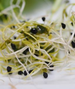 100% ORGANIC 100% ITAPRural 100g / $1.70